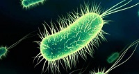 bacteria escherichia coli 200
